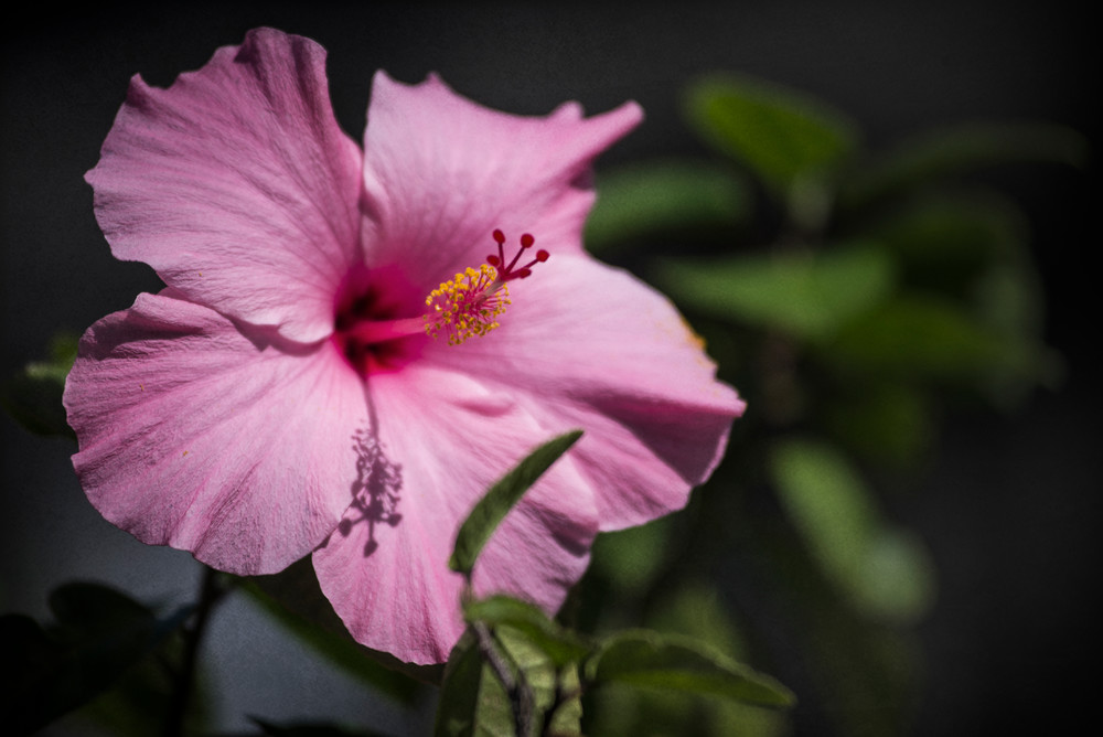 Pink Hibiscus  Photography Art | Lori Ballard Photography