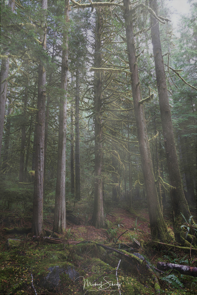 Forrest In Fog Photography Art | dynamicearthphotos