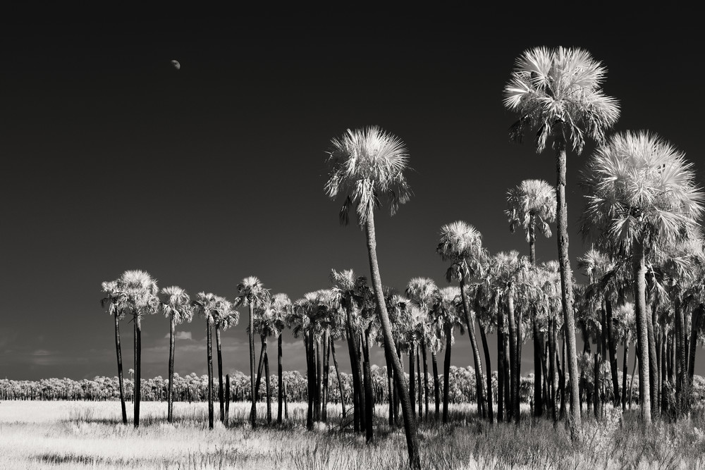 Palm Marsh Waxing Gibbous Moon   Florida's Nature Coast   Infrared  Photography Art | Distant Light Studio