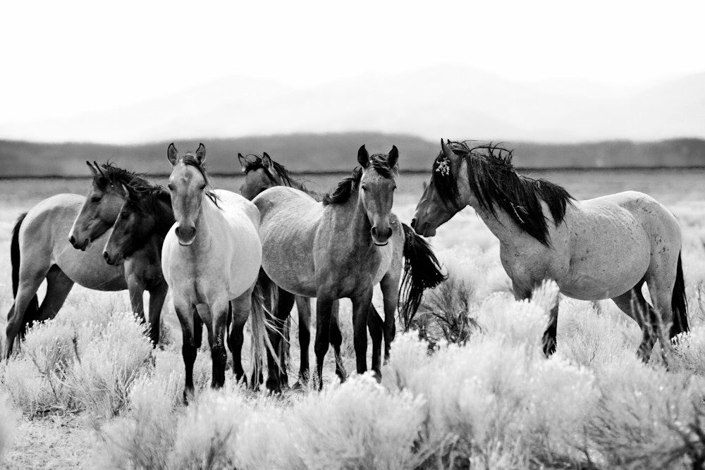 Wild Horse Herd in Nevada Black and White Print