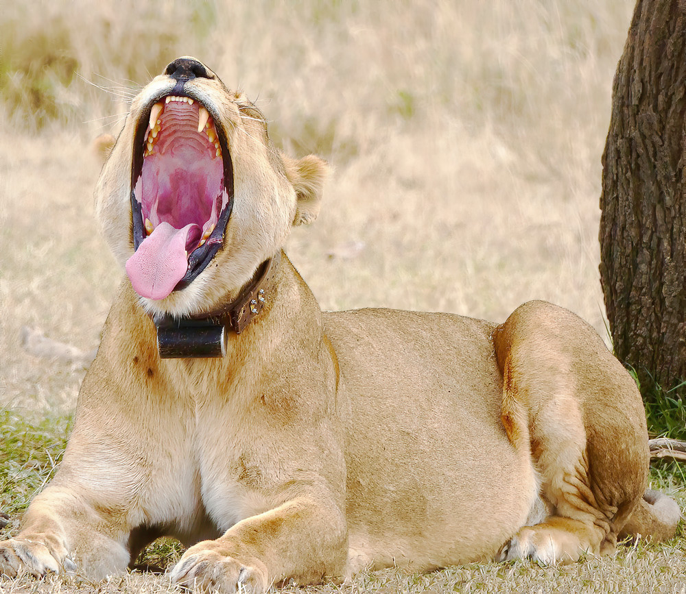 Wildlife Photo Prints: Serengeti Lion/Jim Grossman Photography