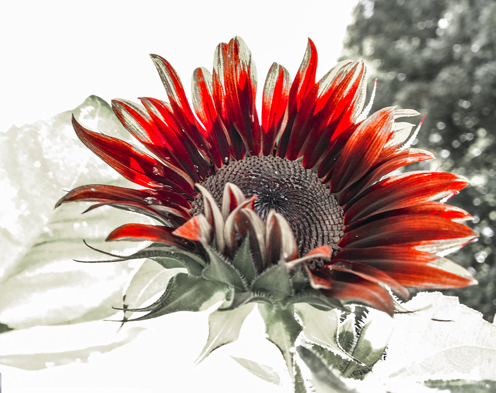 Shelly Industrial Sunflower Art | Sunrise Galleries