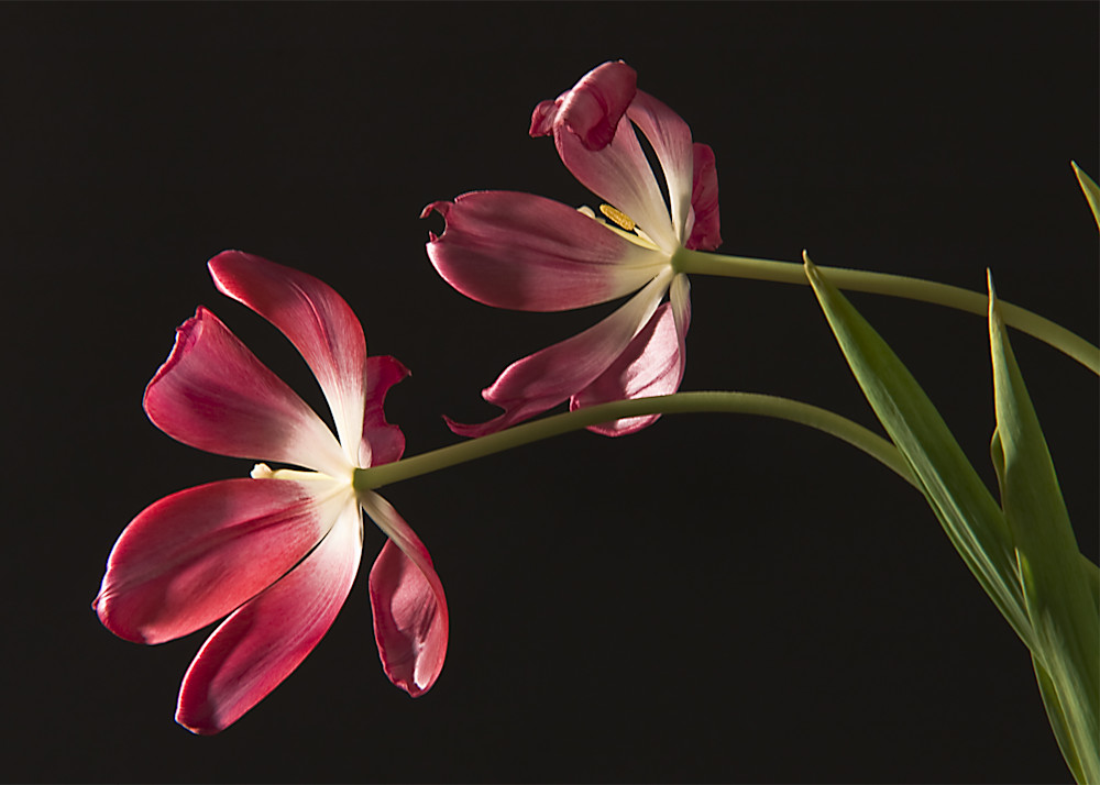 Two Open Tulips Photography Art | Arty Shots