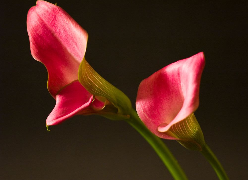 Two Cala Lilies Photography Art | Arty Shots