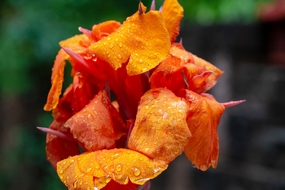 Canna Lily In The Rain Photography Art | Arty Shots