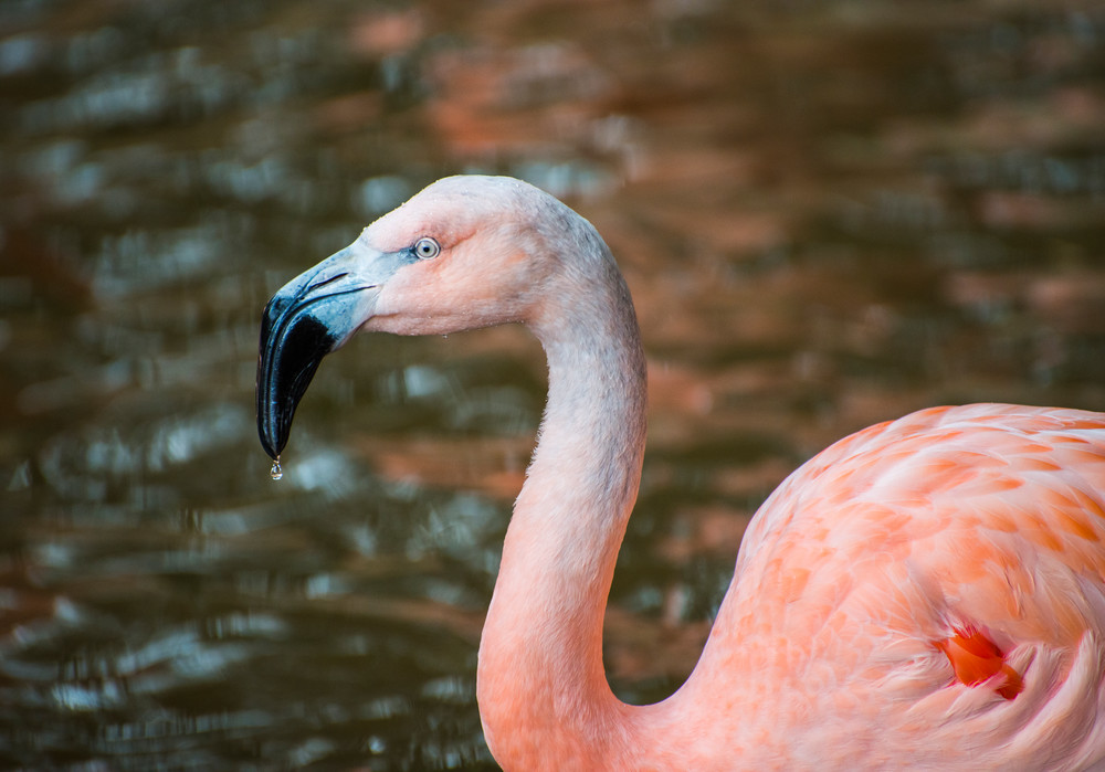 Flamingo With Water Drop Photography Art | Arty Shots
