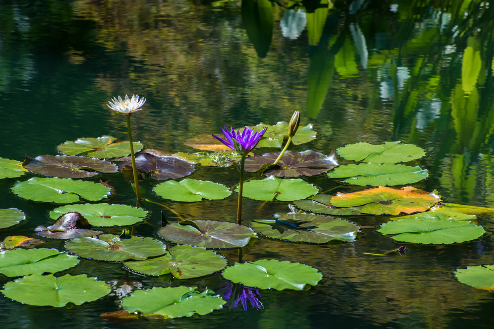 Water Lilies In Japanese Garden Photography Art | Arty Shots