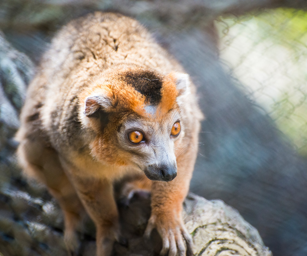 Lemur Photography Art | Arty Shots