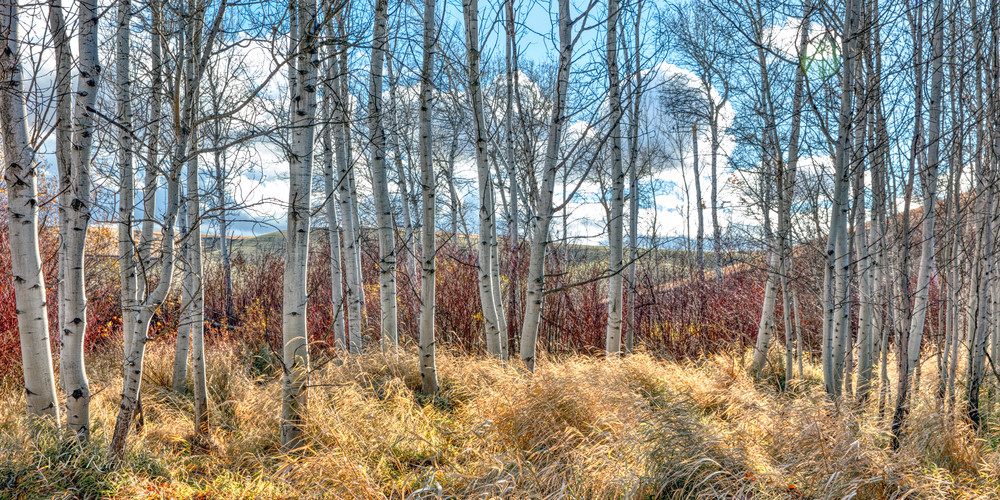 Fall Alder Photography Art | Bill Rodgers Photography