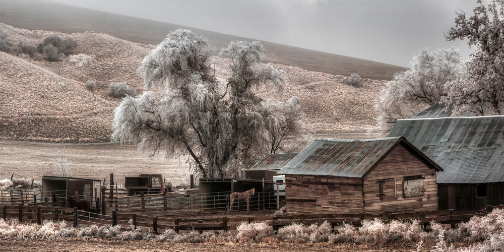 Frosty Old Dobbin Photography Art | Bill Rodgers Photography