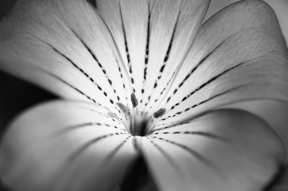 Untitled Flower Photography Art | Lori Ballard Photography