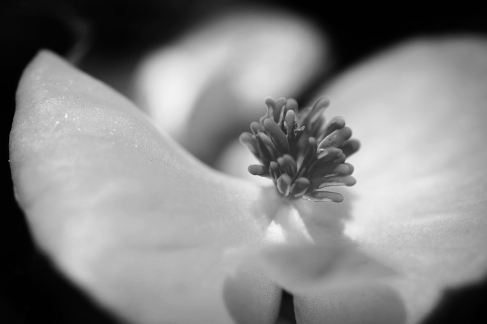 Begonia Photography Art | Lori Ballard Photography