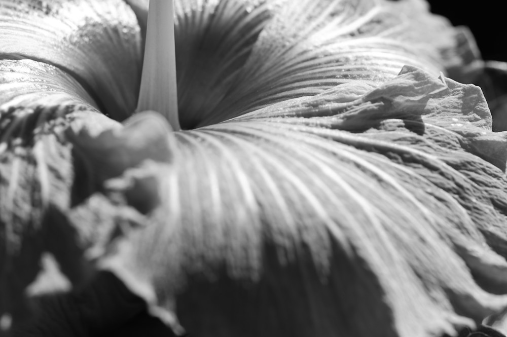 Hibiscus  Photography Art | Lori Ballard Photography