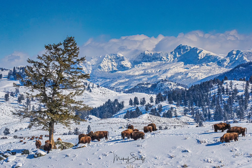 Snowy Grazing Photography Art | dynamicearthphotos