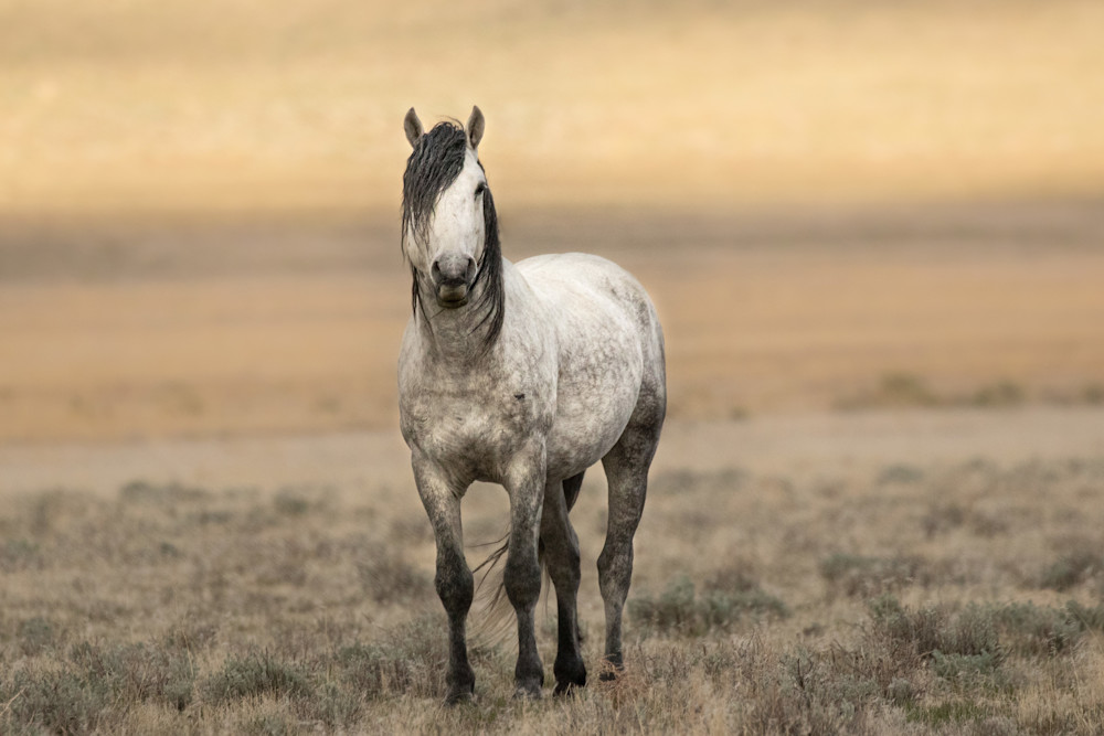 Gorgeous gray wild stallion in the Utah desert.