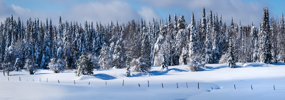 Winter Tug Hill Frozen Trees Panoramic Photography Art | Kurt Gardner Photography Gallery