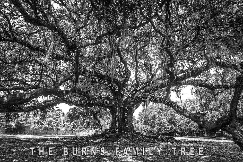 Burns Family Tree Of Life Photography Art | Kermit Carlyle Photography 