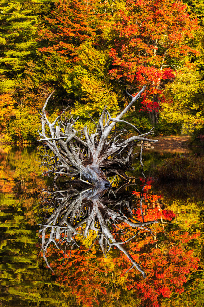 Moss Lake Fallen Tree Reflection Photography Art | Kurt Gardner Photography Gallery