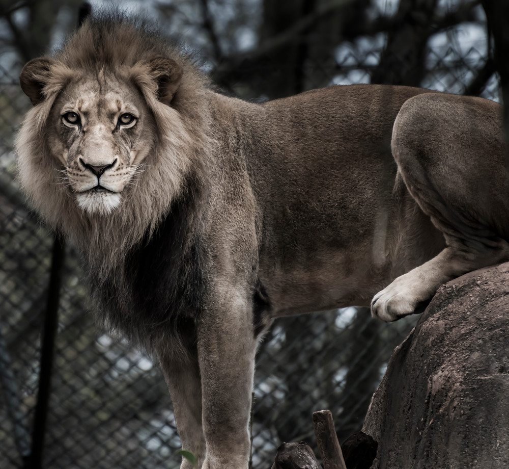 Male Lion B W Photography Art | Arty Shots