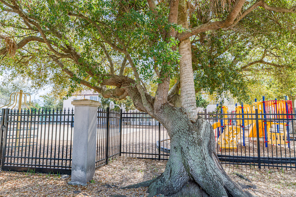 Love Tree Photography Art | kramkranphoto