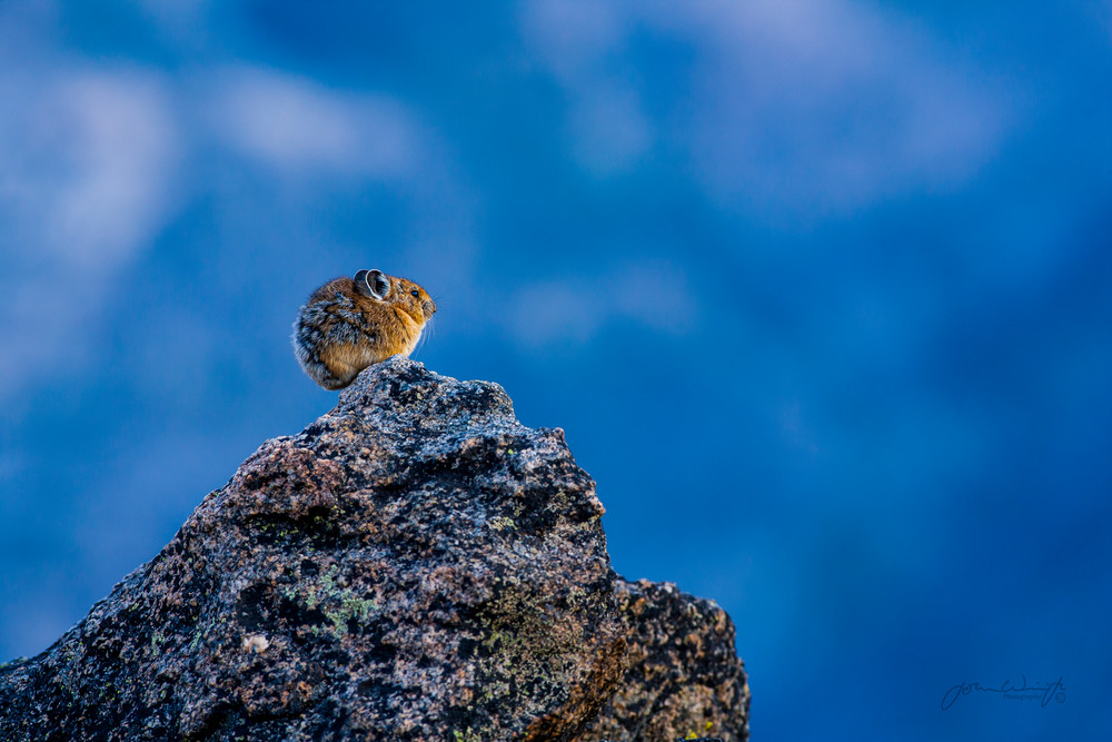 Top of the World. Pika on the Beartooth Plateau, Wyoming.