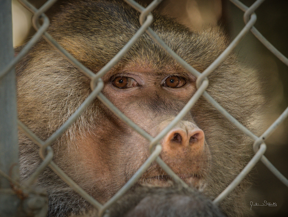 The Sacred Baboon's Eyes Don't Lie! Photography Art | Julian Starks Photography LLC.