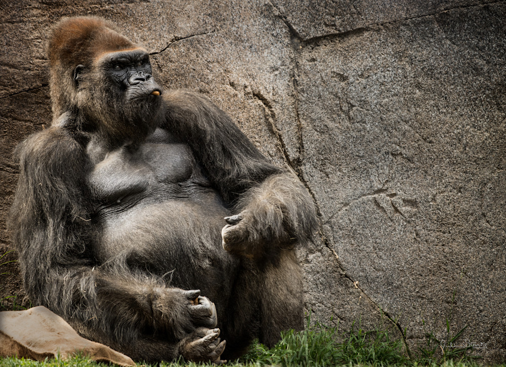 "Big Daddy" Silverback Gorilla Photography Art | Julian Starks Photography LLC.