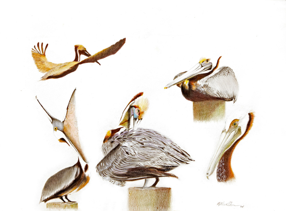 Plethora Of Pelicans Art | Kathleen Slaven Art