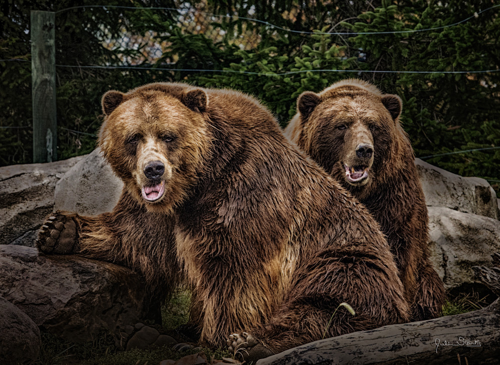 The Brown Bear Brothers! Photography Art | Julian Starks Photography LLC.