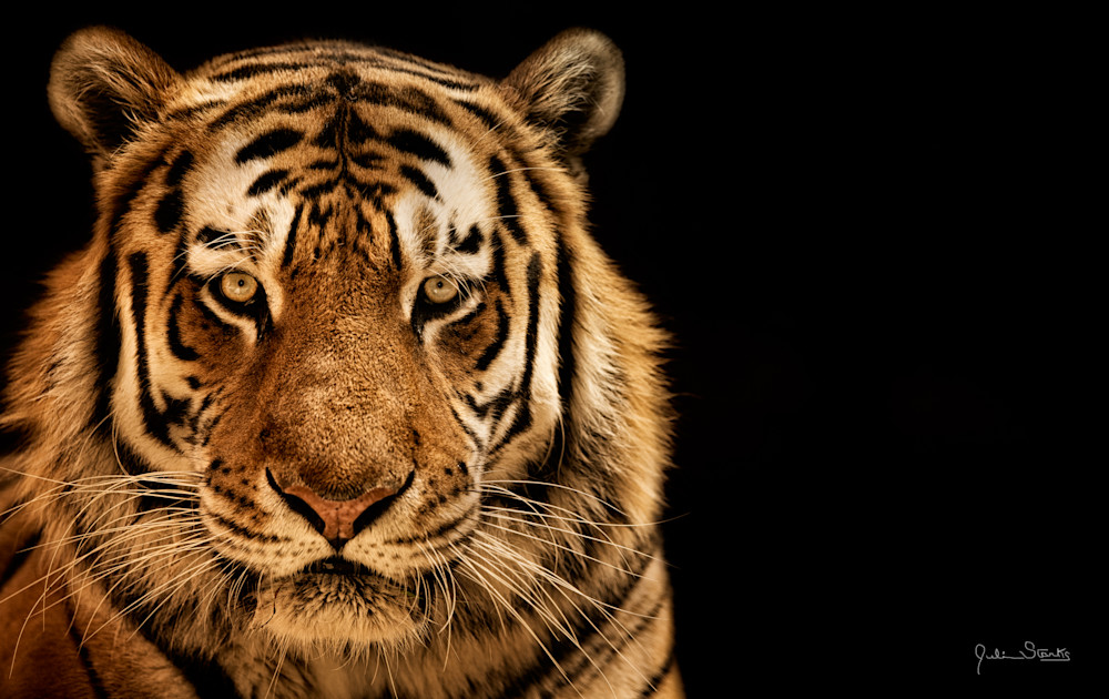  Siberian (Amur) Tiger In Black Space Photography Art | Julian Starks Photography LLC.