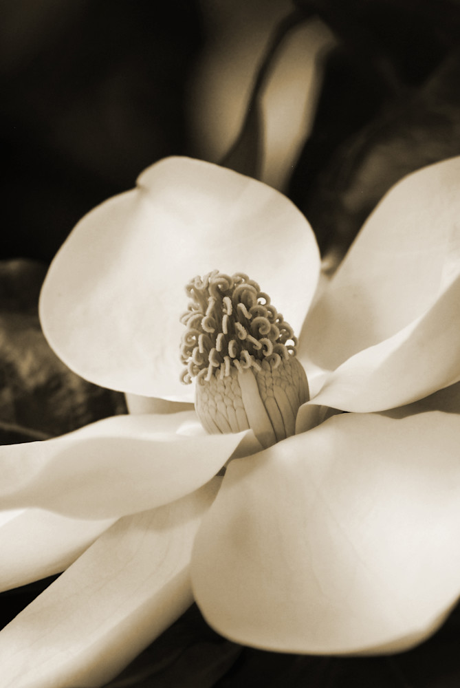Magnolia #2 Photography Art | Lori Ballard Photography