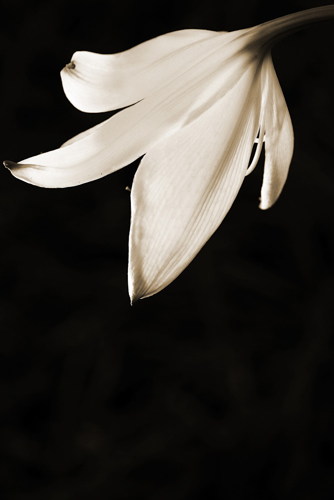 Shining Lily Photography Art | Lori Ballard Photography