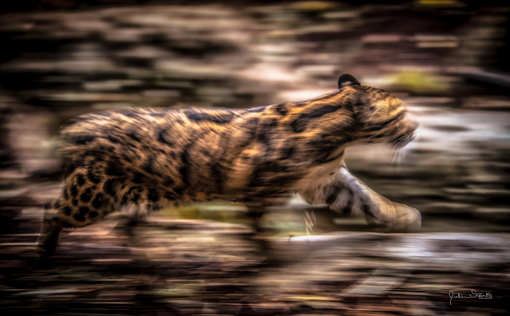 The Blurred "Clouded Leopard" Photography Art | Julian Starks Photography LLC.