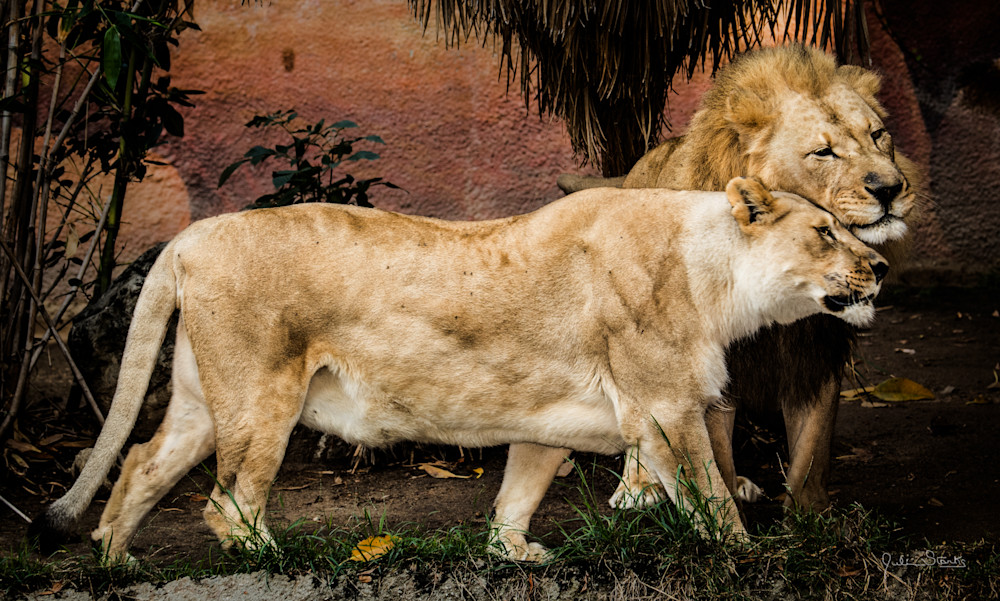 The Loving Lion Couple! Photography Art | Julian Starks Photography LLC.