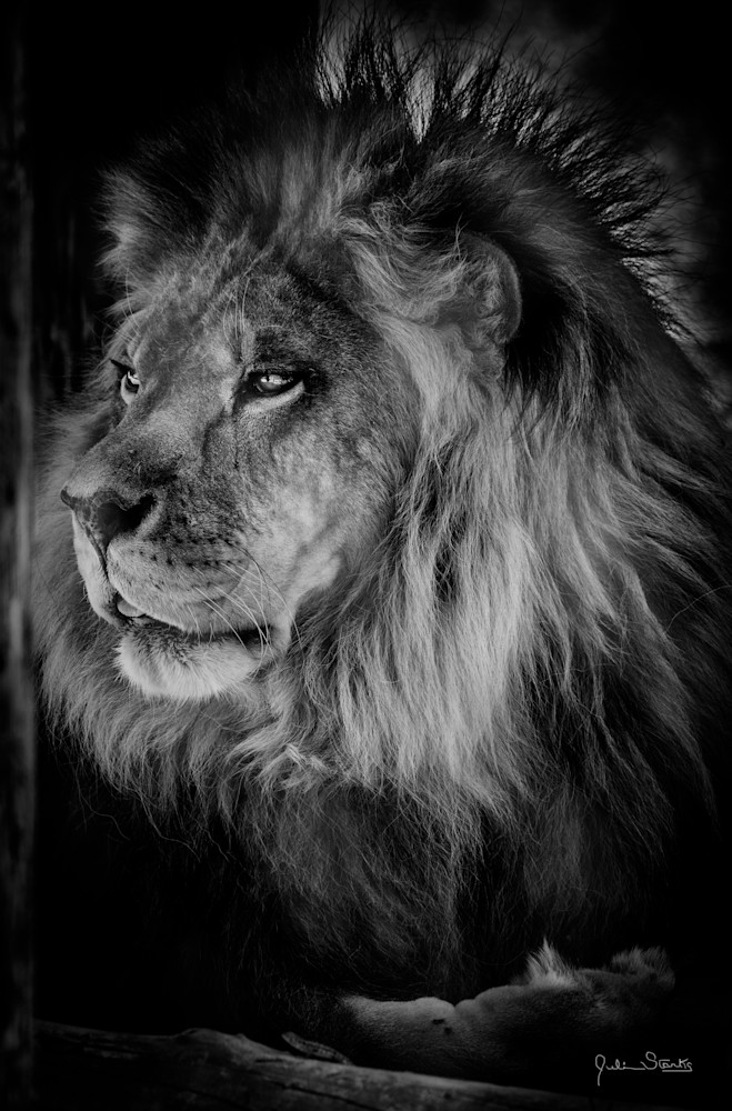 Beautiful Profile Of African Lion In B & W Photography Art | Julian Starks Photography LLC.