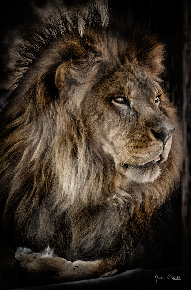 African Lion In Profile Photography Art | Julian Starks Photography LLC.