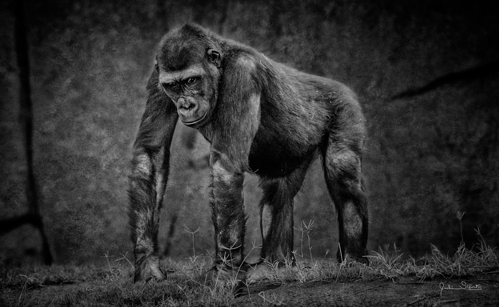 "Psycho" Chimp! Photography Art | Julian Starks Photography LLC.