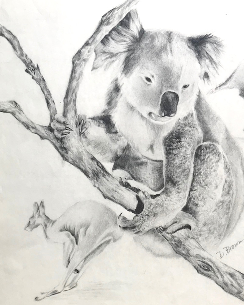 Pencil drawing of Koala