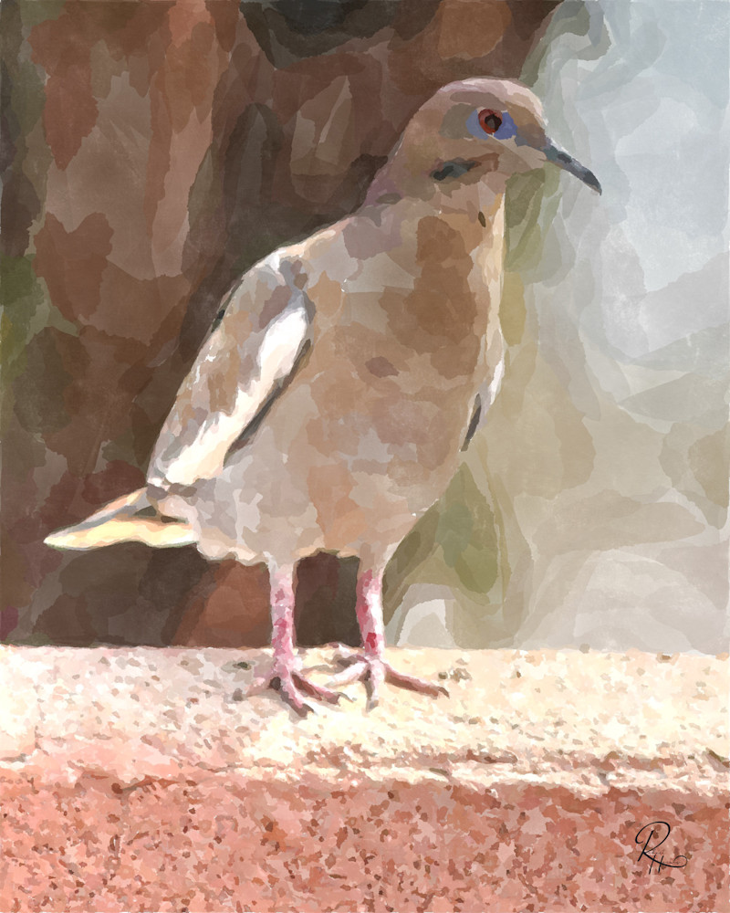 White-Winged Dove | Lion's Gate Photography
