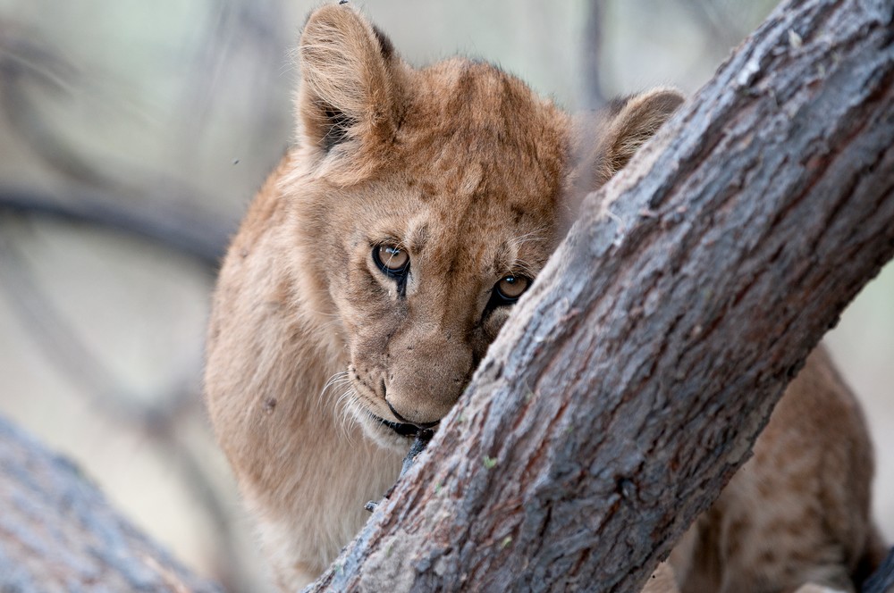 Adorable lion cub print