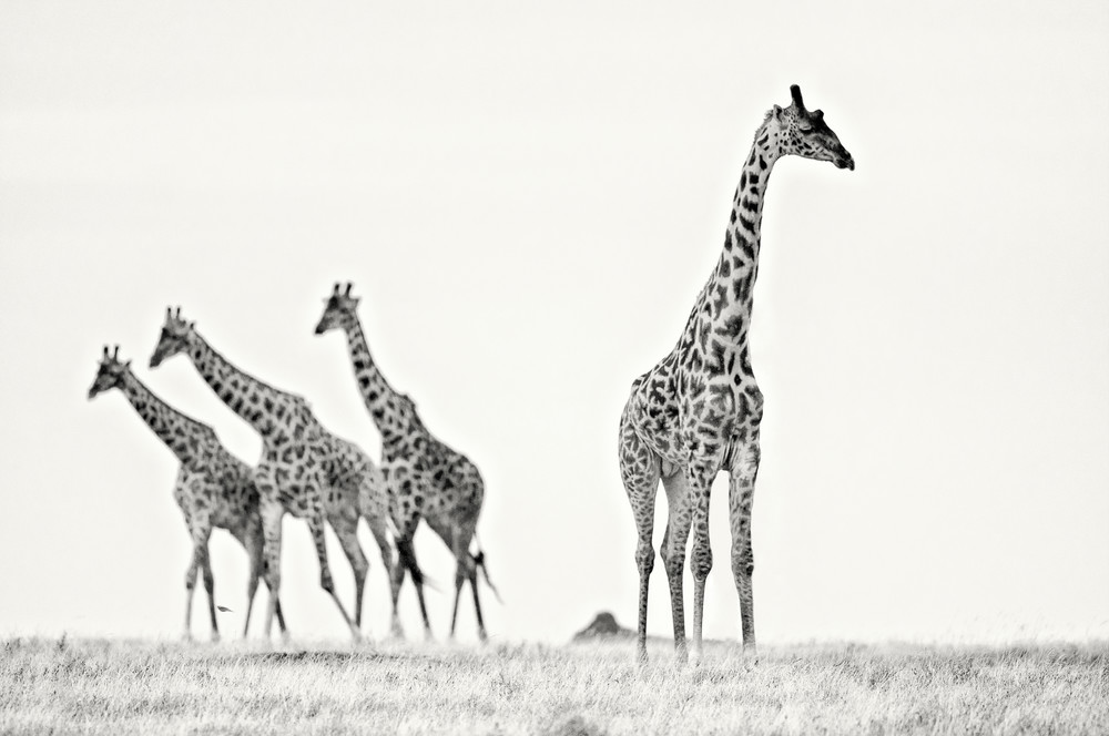 Awesome giraffes in black & white