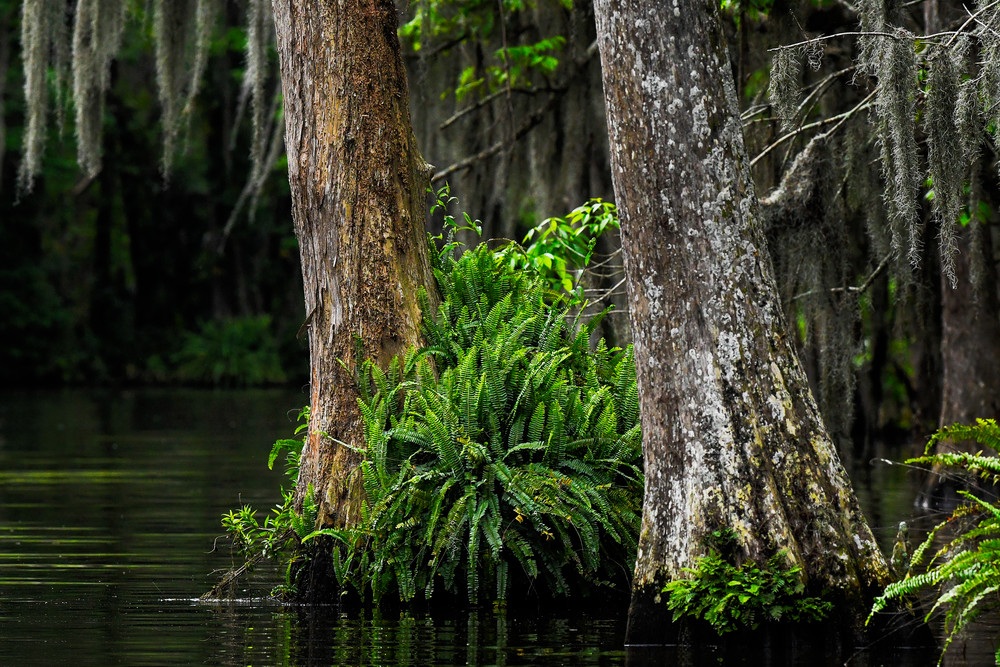 Lost in the Florida Swamp - Florida fine-art photography prints