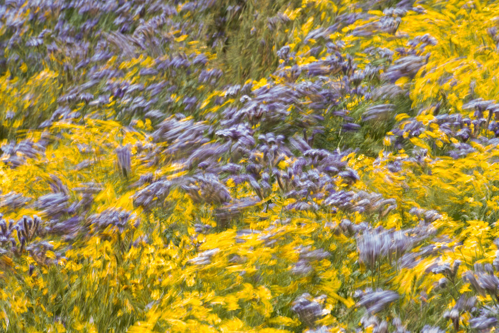 Lovely windswept yellow and purple flowers photo.