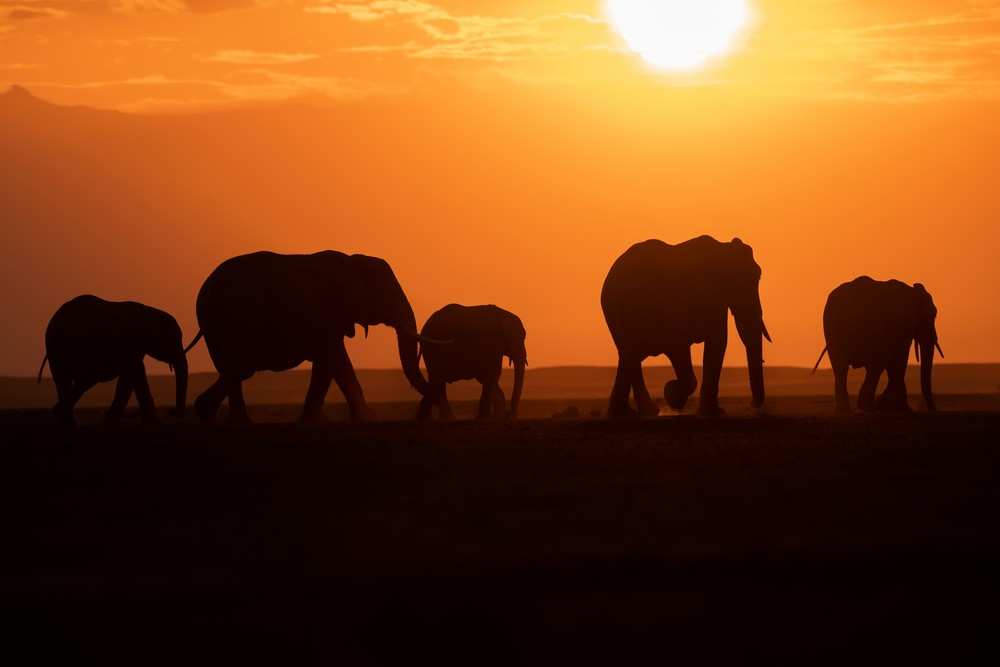 Stunning sunset with elephant silhouettes  fine art print