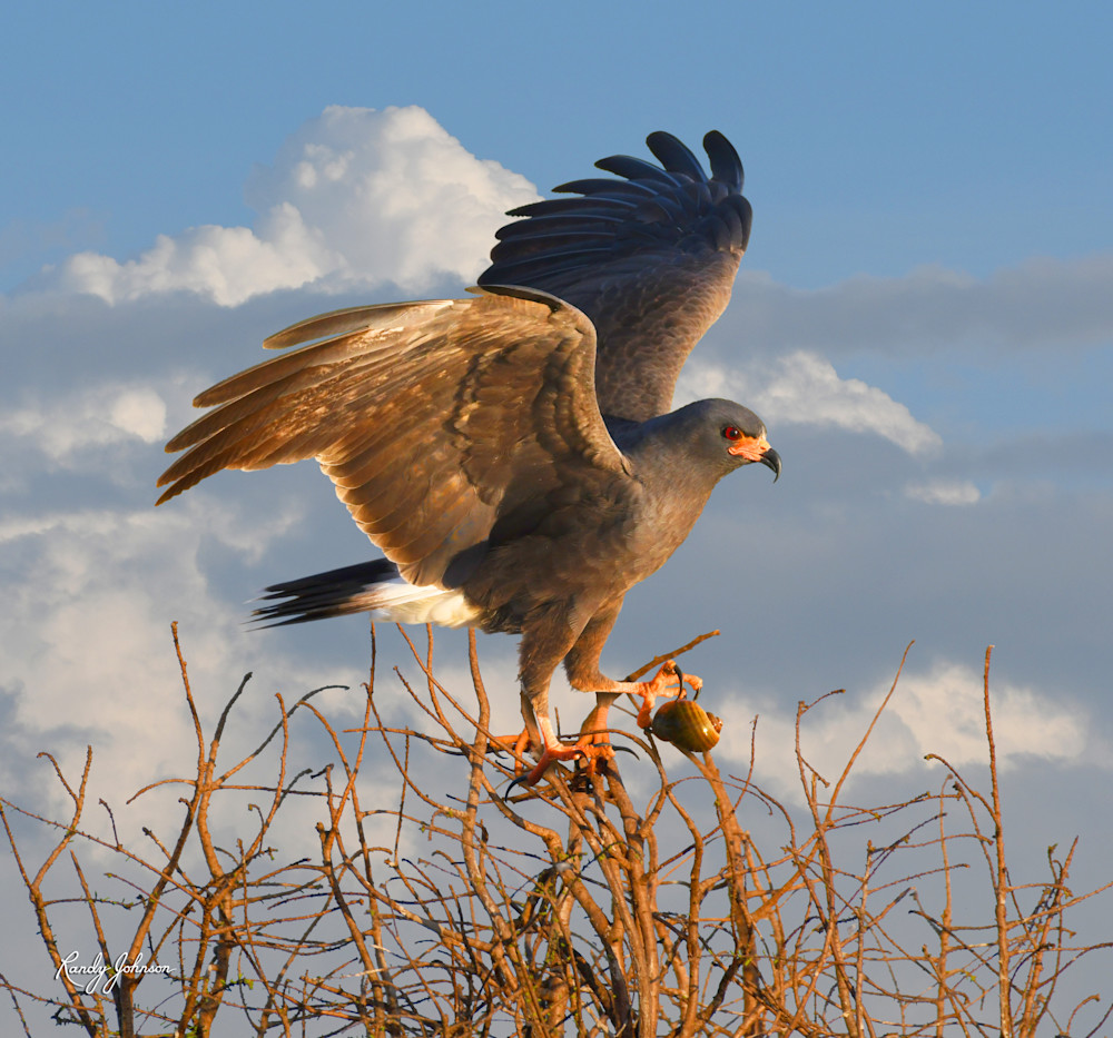 Snail Kite With Catch Art | Randy Johnson Art and Photography