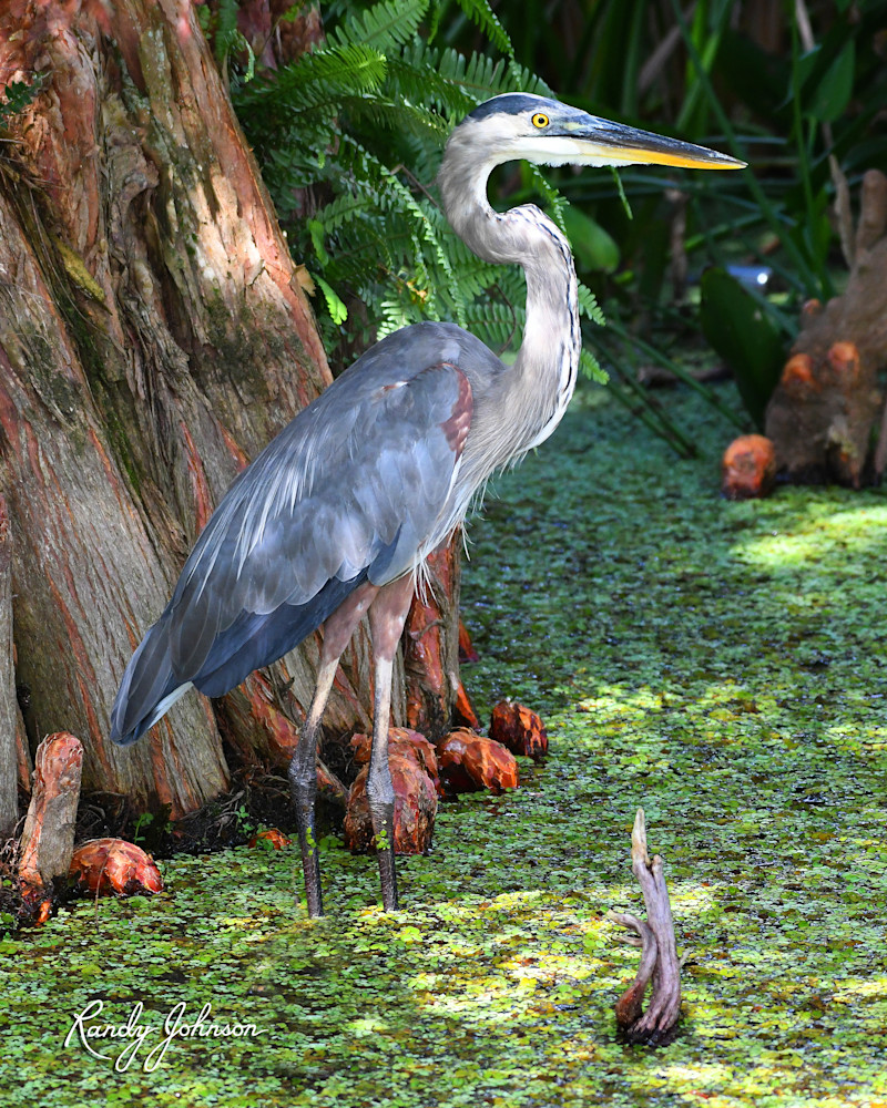 Great Blue Heron And Cypress Swamp Art | Randy Johnson Art and Photography