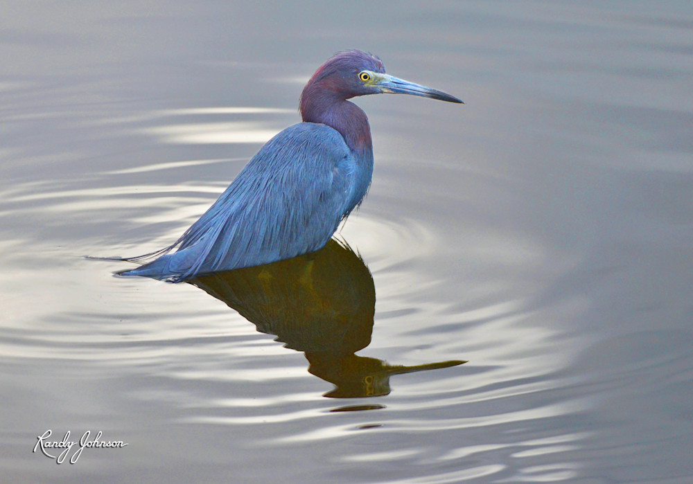 Little Blue Heron In A Silver Lake Art | Randy Johnson Art and Photography
