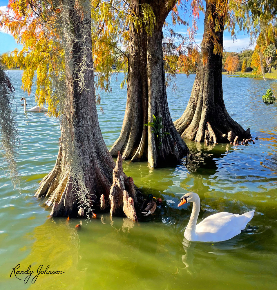 Swan And Cypress Art | Randy Johnson Art and Photography