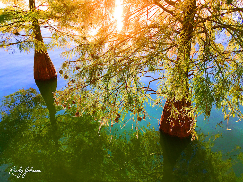 Sunburst Through The Cypress Art | Randy Johnson Art and Photography