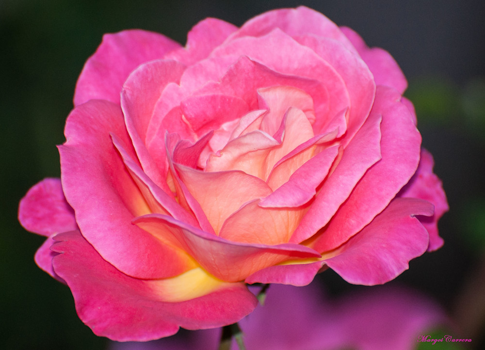 Pink Rose Reflection